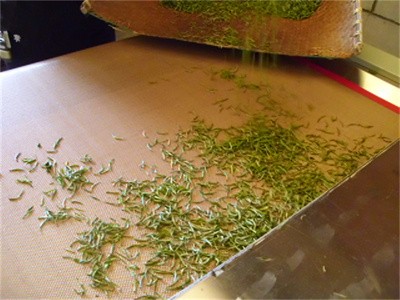 隧道式茶叶微波杀青干燥机 绿茶固色设备 
