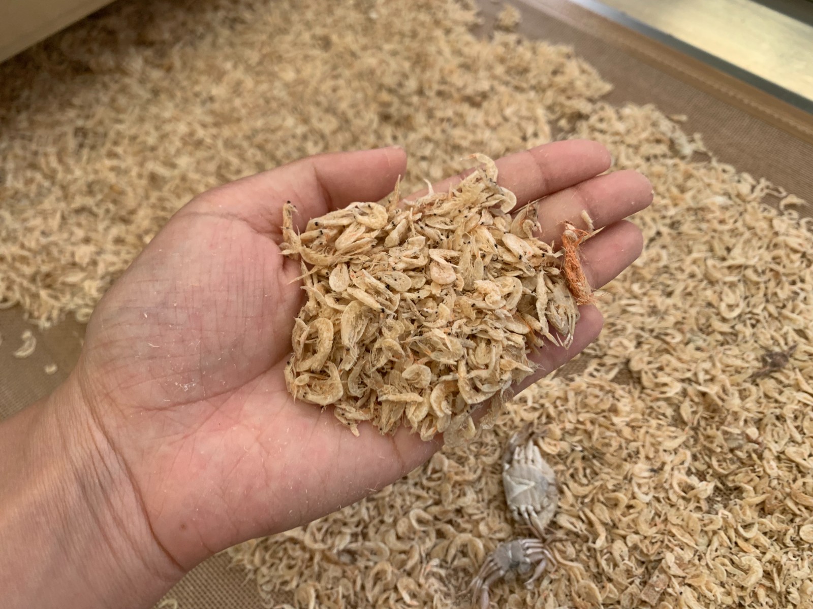 微波烘干设备使虾皮烘干均匀并保留其营养成分