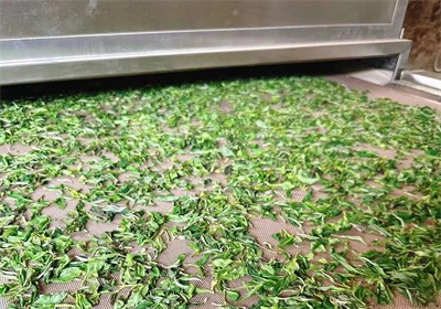 茶叶杀青机为什么要选择微波光波组合式
