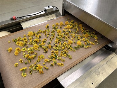 微波设备烘干菊花茶的优势体现在哪里