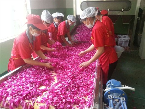 玫瑰花瓣微波干燥保鲜设备为鲜花烘干加工行业注入新活力