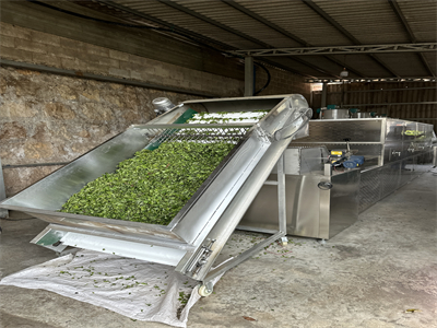 茶叶微波杀青隧道炉,让茶叶告别传统杀青