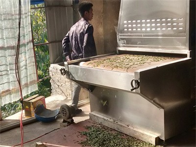 色泽鲜绿普洱绿茶微波组合光波茶叶杀青机