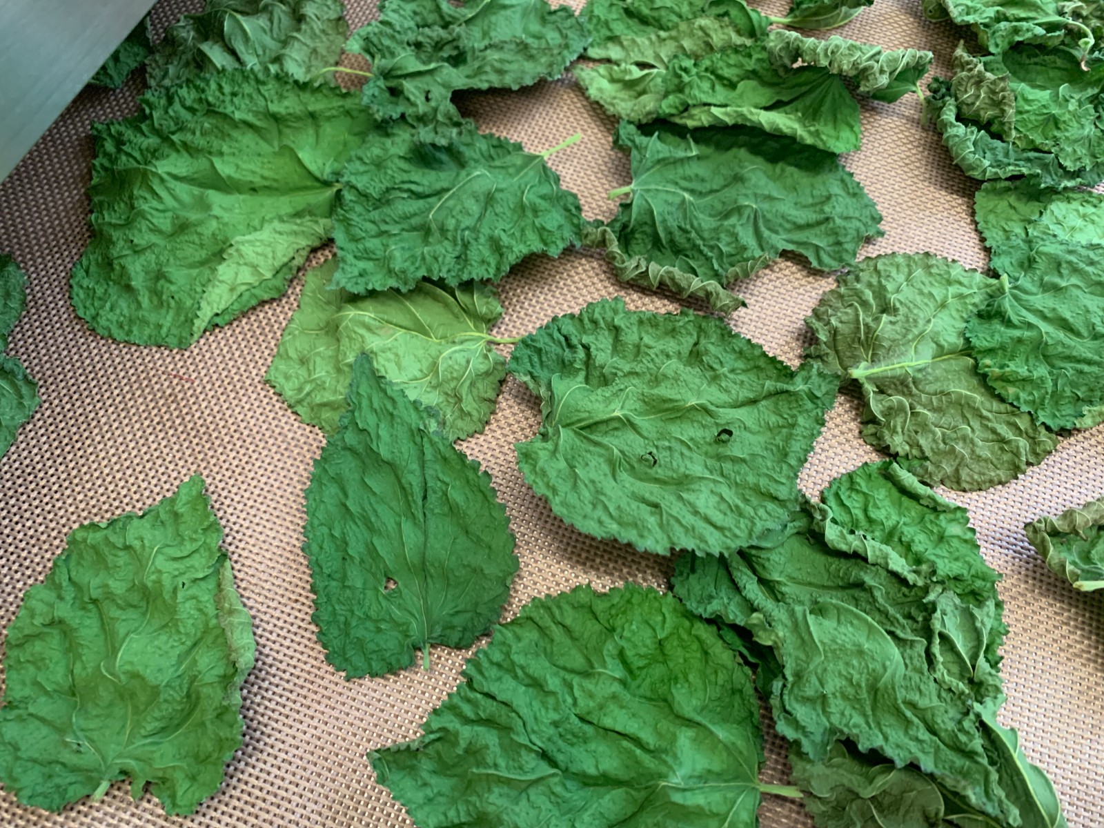 叶子烘干的同时怎样才能有效保留其色泽？