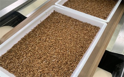 干虫水分不达标选择微波烘干 实现了自动化连续式生产