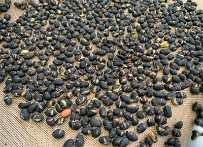 Microwave Baking Technology for Instant Crispy Black Beans