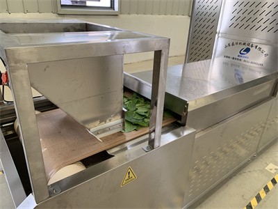 Microwave drying equipment has promoted the development of mulberry leaf tea 