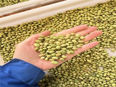 深入探讨毛豆仁烘烤为何选择微波设备