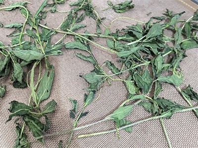 The use of microwave drying technology has improved the quality of dried mint le