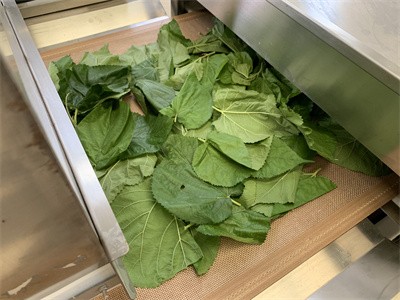 Mulberry Leaf Tea Microwave Drying Machine