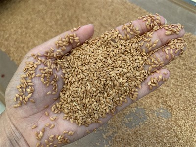 Microwave roasted flaxseeds have a crispy texture and rich nutrition？