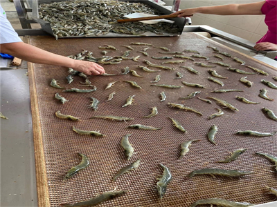 鲜虾烘烤新革命！微波设备一键搞定