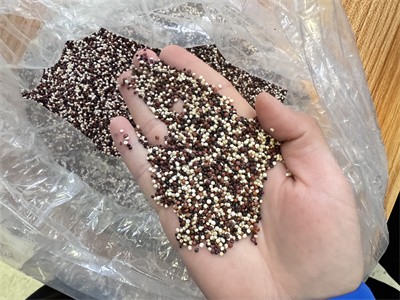 Quinoa microwave baking equipment: ushering in a new era of quinoa processing