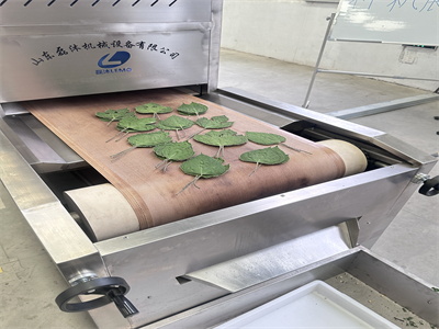 微波烘干设备为构树叶的加工提供了全新的技术方案