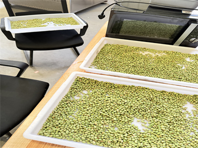 微波烘烤设备正在为毛豆仁加工业带来全方位的革新