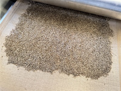 烘干孜然 含水量降到霉界点以下