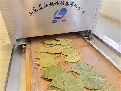 柿子叶烘干不变形不变色是怎么做到的呢？