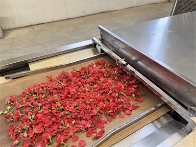 What happens to the color of dried flowers?