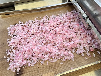 The reason why flowers look good after microwave drying