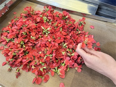 微波隧道炉：温柔锁住花瓣原生状态？