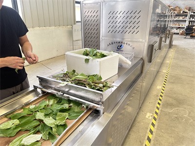 Why choose microwave technology for rapid drying and shaping of leaves?