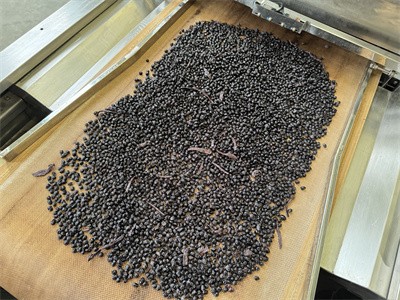 Microwave sterilization treatment of Angelica sinensis black beans