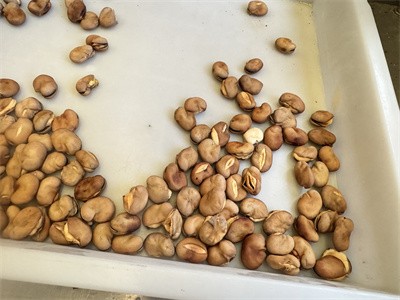 The difference between fried fava beans and microwave baked fava beans？