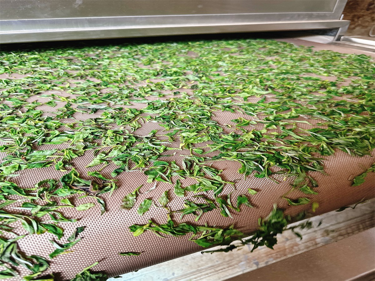 Microwave assisted Green Tea Processing