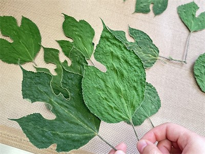 How to control the drying degree of microwave dried leaves