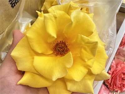 What's going on with the flower wrap up?